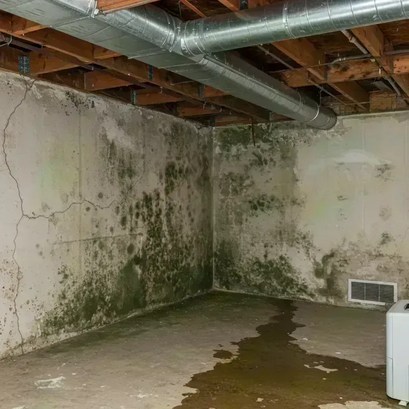 Professional Mold Removal in Woodson Terrace, MO